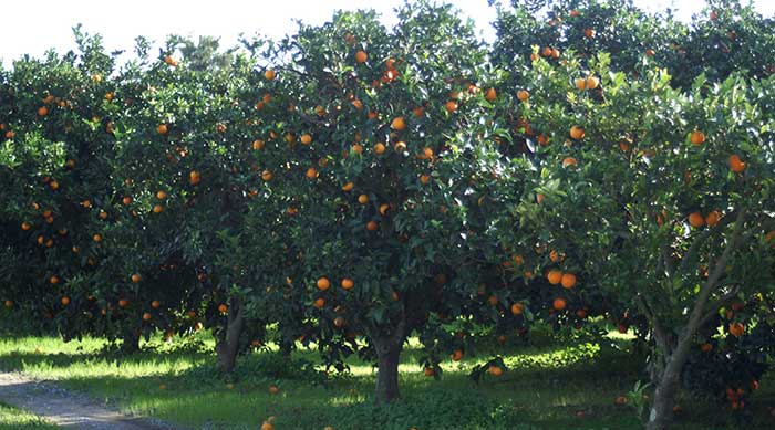 خرید باغ پرتقال آمل